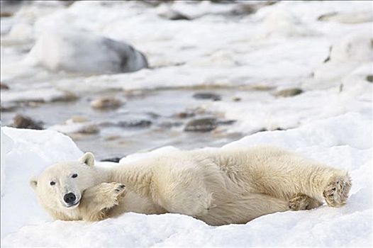 北极熊,躺下,丘吉尔市,曼尼托巴,加拿大