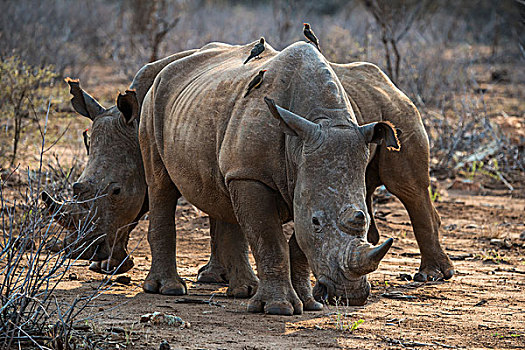 白犀牛,背影,禁猎区,西北,南非,非洲