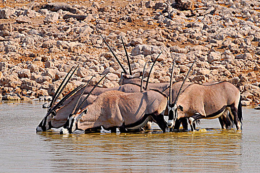 牧群,南非大羚羊,羚羊,饮用水,水坑,埃托沙国家公园,纳米比亚