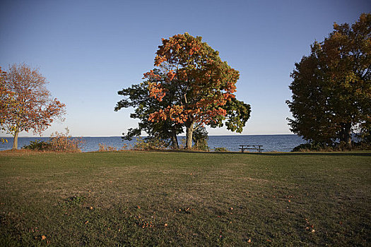 地点,树,湖,安大略省,加拿大