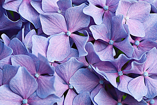 特写,紫色,八仙花属,花