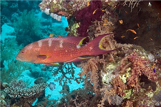 珊瑚,石斑鱼