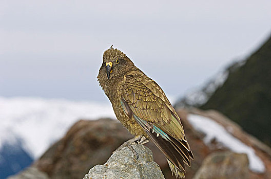 食肉鹦鹉,成年,栖息,石头,南阿尔卑斯山,南岛,新西兰