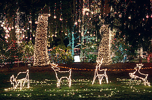 圣诞灯光,展示,岛屿,华盛顿
