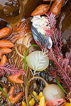 海草,海藻,海螺壳,海岸,阿拉斯加