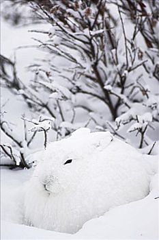 北极兔,雪中