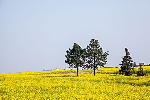 油菜花田和两棵树