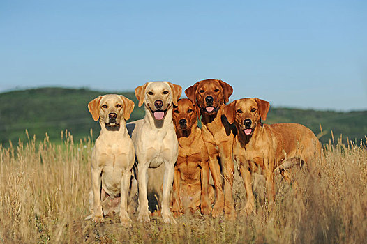 五个,拉布拉多犬,黄色,雄性,雌性,坐,并排,奥地利,欧洲