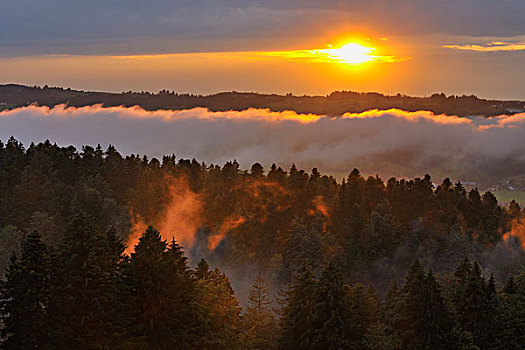 黃昏,上方,树林,巴伐利亚,德国