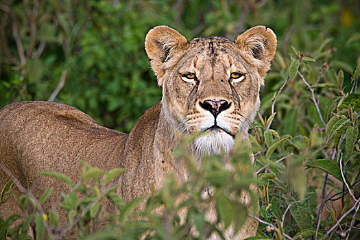 非洲,坦桑尼亚,雌狮,恩戈罗恩戈罗火山口,恩戈罗恩戈罗,保护区