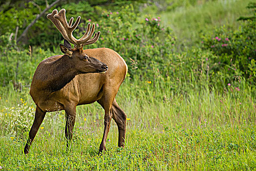 落基山,麋鹿,放牧,艾伯塔省,加拿大