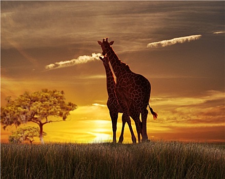 两个,长颈鹿,日落