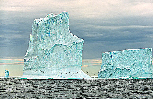 冰山,普通,生态,自然保护区,纽芬兰,加拿大
