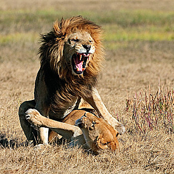 非洲狮,狮子,博茨瓦纳