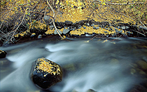 溪流,加利福尼亚,美国