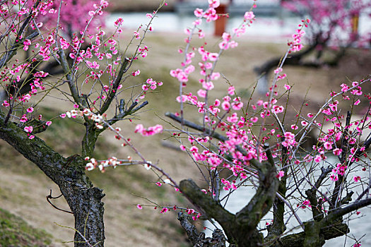 梅花