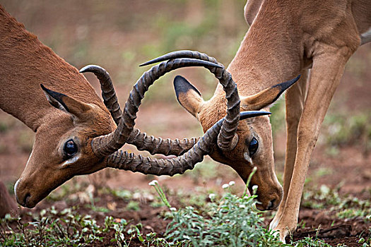 黑斑羚,打斗,克鲁格国家公园,南非