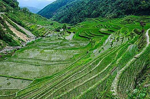 稻米梯田,世界遗产,巴纳韦,吕宋岛,菲律宾