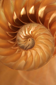 鹦鹉螺贝壳,对称,一半,横断面,螺旋,金色,建筑,特写,逆光,珍珠,鹦鹉螺