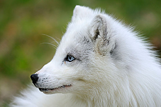 北极狐,白色狐狸,极地,狐狸,雪,肖像,特罗姆斯,挪威北部,挪威,斯堪的纳维亚