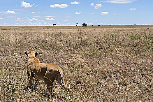 雌狮,狮子,猎捕,尾随,塞伦盖蒂,坦桑尼亚,非洲