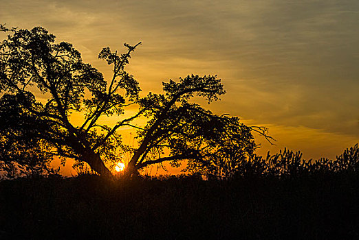 日落,树,晚上,亮光,克鲁格国家公园,南非,非洲