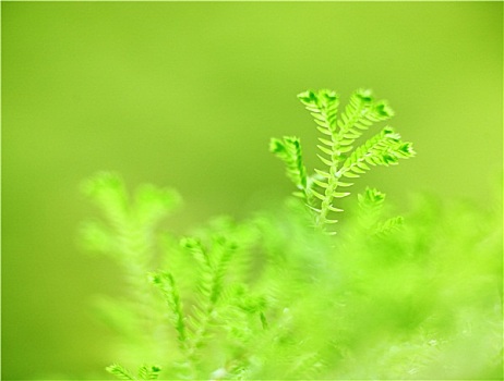 青草,背景