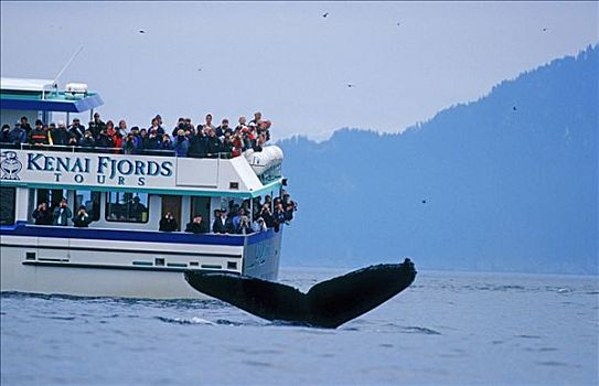 驼背鲸,正面,基奈,峡湾,游船