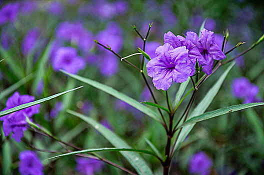 翠芦莉花近摄