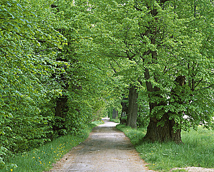 树,植物,山毛榉,宽叶树,叶子,绿色,道路,街道,荒芜,孤单,概念,未来,宽,远景,波兰