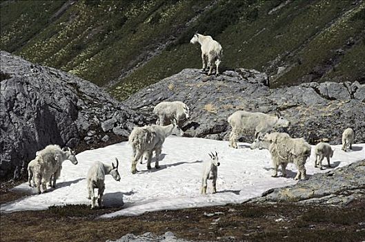 石山羊,雪羊,牧群,雪,落基山脉,北美
