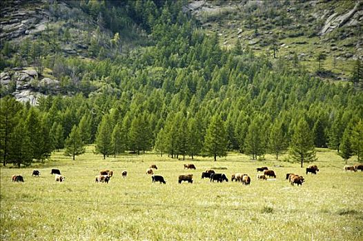 放牧,马,正面,树林,山,斜坡,国家公园,蒙古