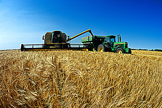 大麦,丰收,曼尼托巴,加拿大