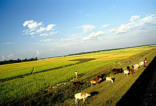 稻田,母牛,孟加拉