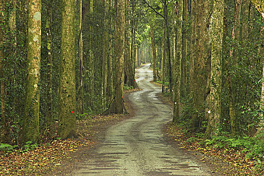 道路,雨林,国家公园,黄金海岸,腹地,昆士兰,澳大利亚