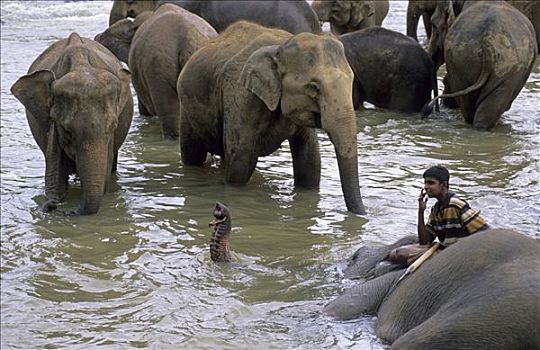 驱象者,清洁,大象,河,斯里兰卡