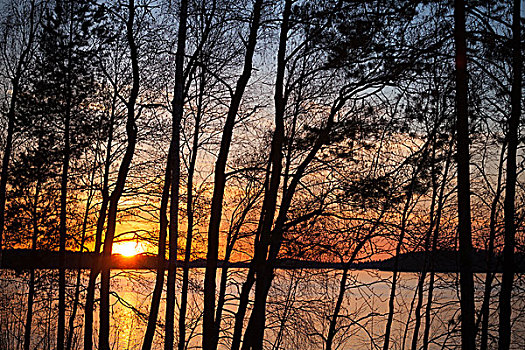 日落,湖,芬兰,剪影,树
