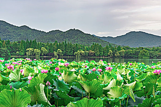 杭州西湖风光夏日荷花