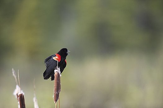红翅黑鹂,艾伯塔省,加拿大