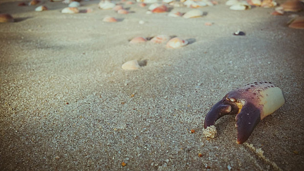 死,螃蟹,爪,沙子,海滩