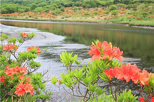 日本,杜鹃花,湿地