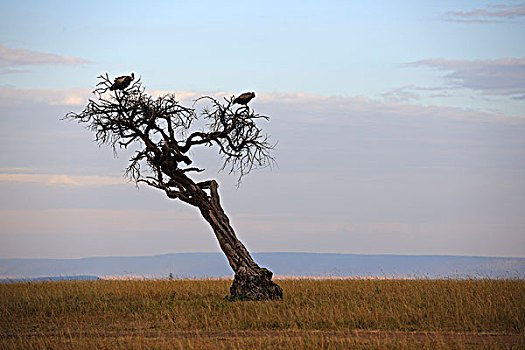 秃鹰,坐,死,树,第一,早晨,亮光,马赛马拉国家保护区,肯尼亚,非洲