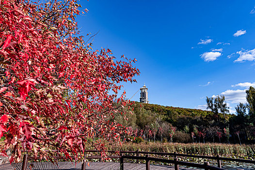 中国长春净月潭国家森林公园的秋天红叶风光