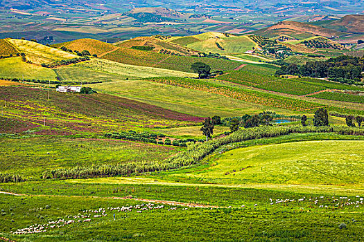 景色,远景,农田,群山,绵羊,放牧,靠近,省,特拉帕尼,西西里,意大利