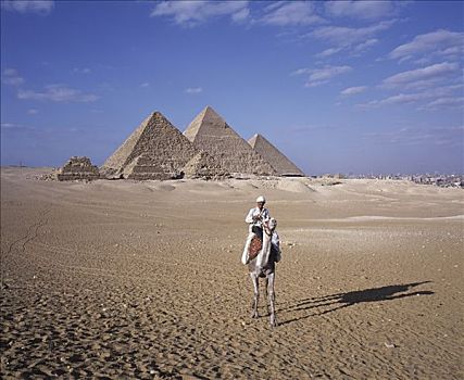 金字塔,骆驼,开罗,城市