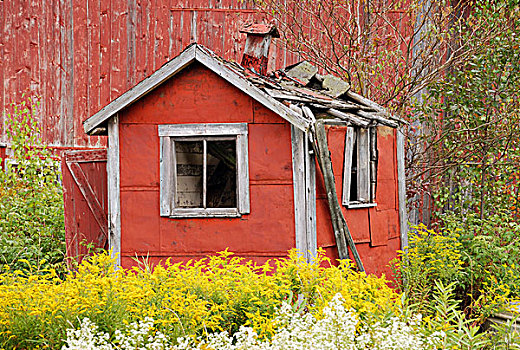 遗址,小,红色,小屋,围绕,黄色,花,靠近,罗威尔,北方,佛蒙特州,美国