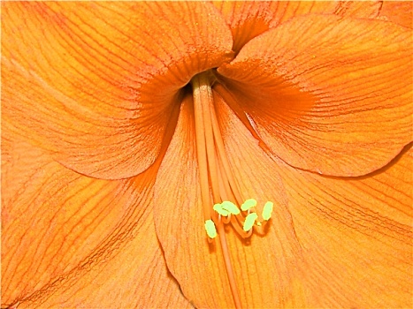 橙色,孤挺花