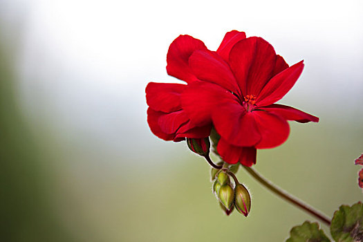 红色,天竺葵,花,微距,绿色背景