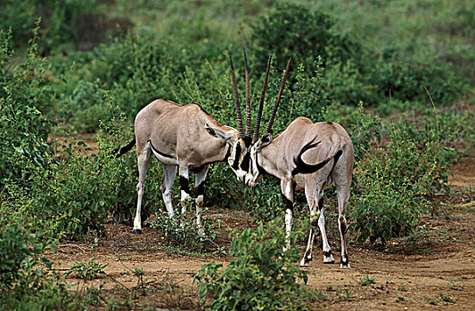长角羚羊,肯尼亚