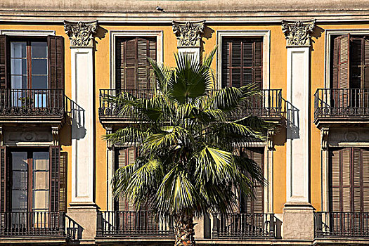 棕榈树,巴塞罗那,西班牙